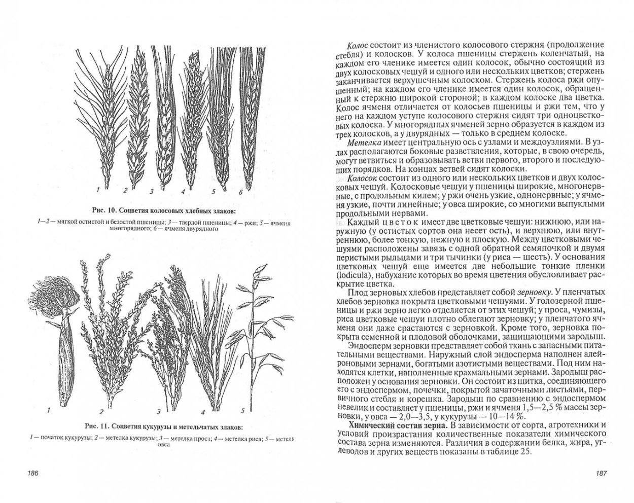Колосовой стержень пшеницы