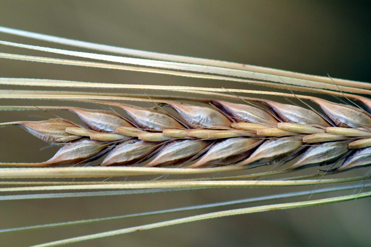 Зерно пшеницы макро