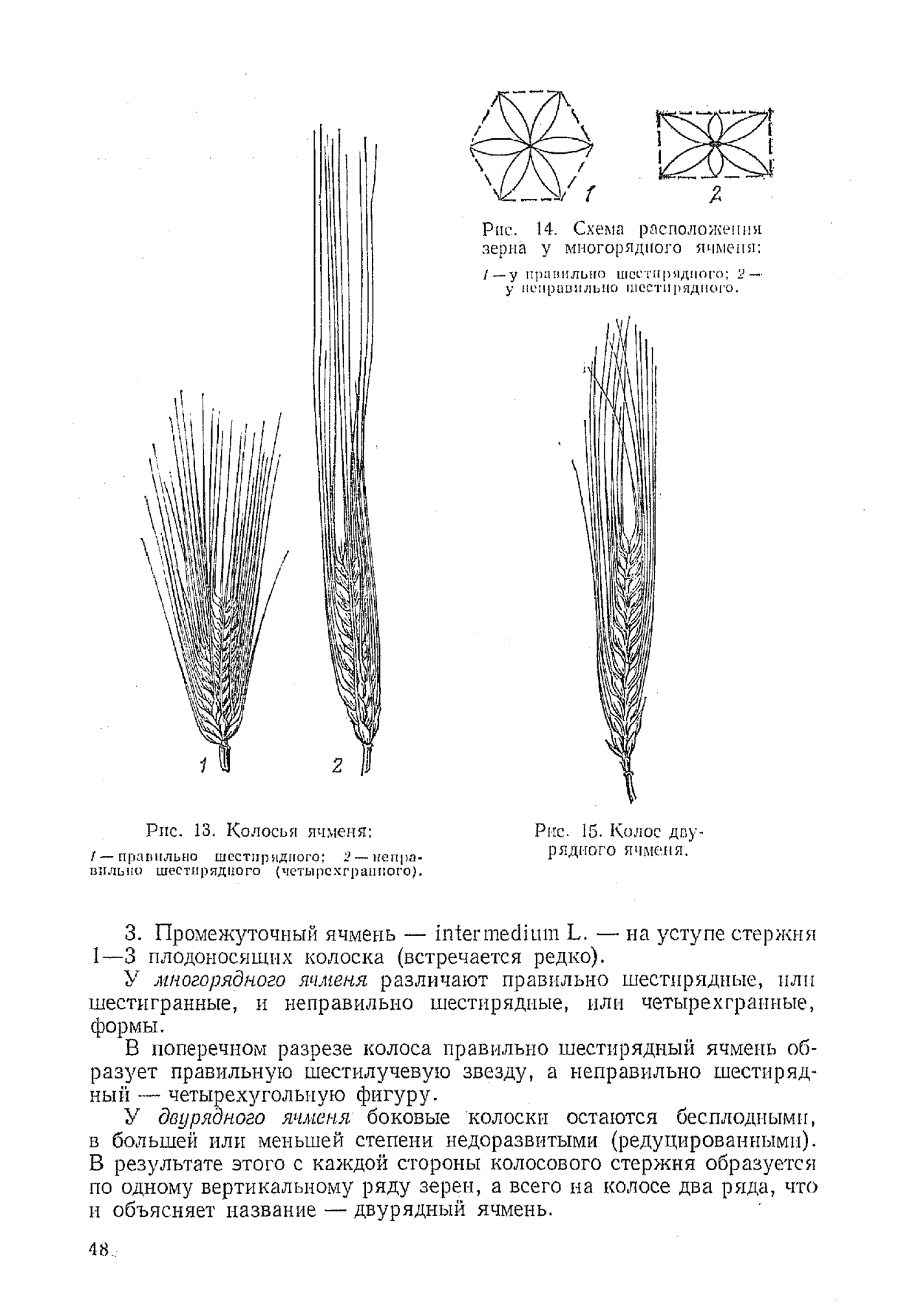 Ячмень Колос многорядный