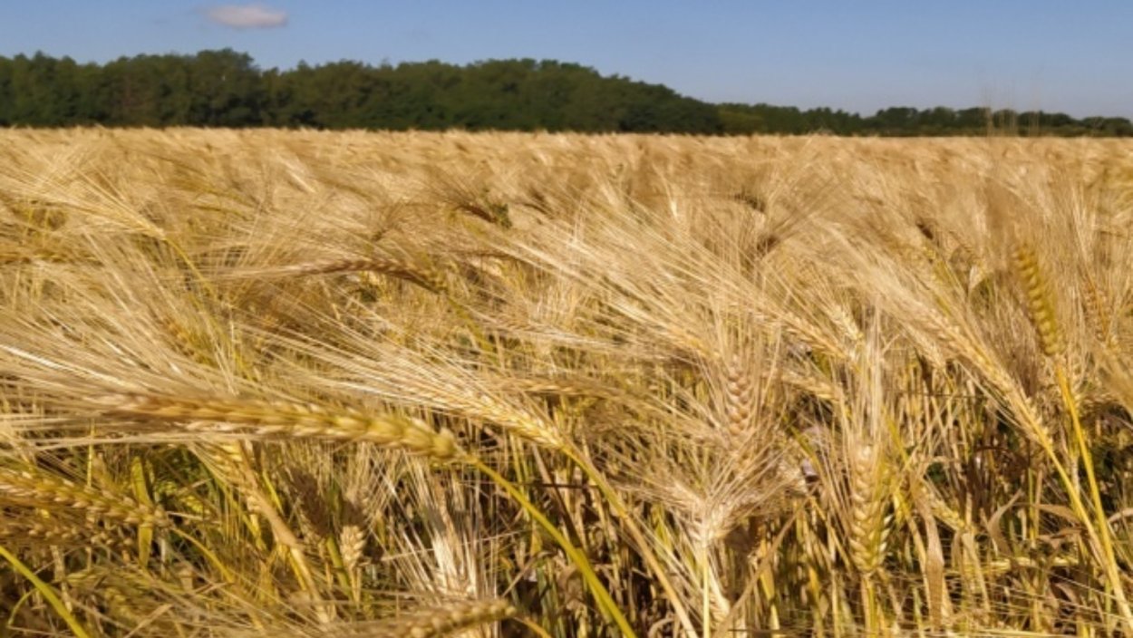 Ячмень Яровой Вереск