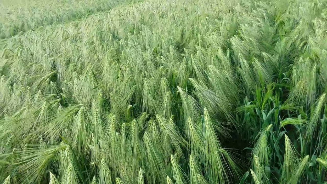 Сорт ярового ячменя Калькюль