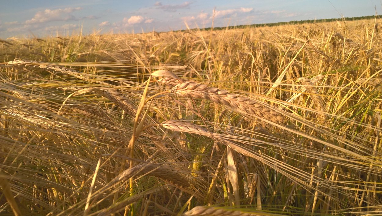 Ячмень Икорец