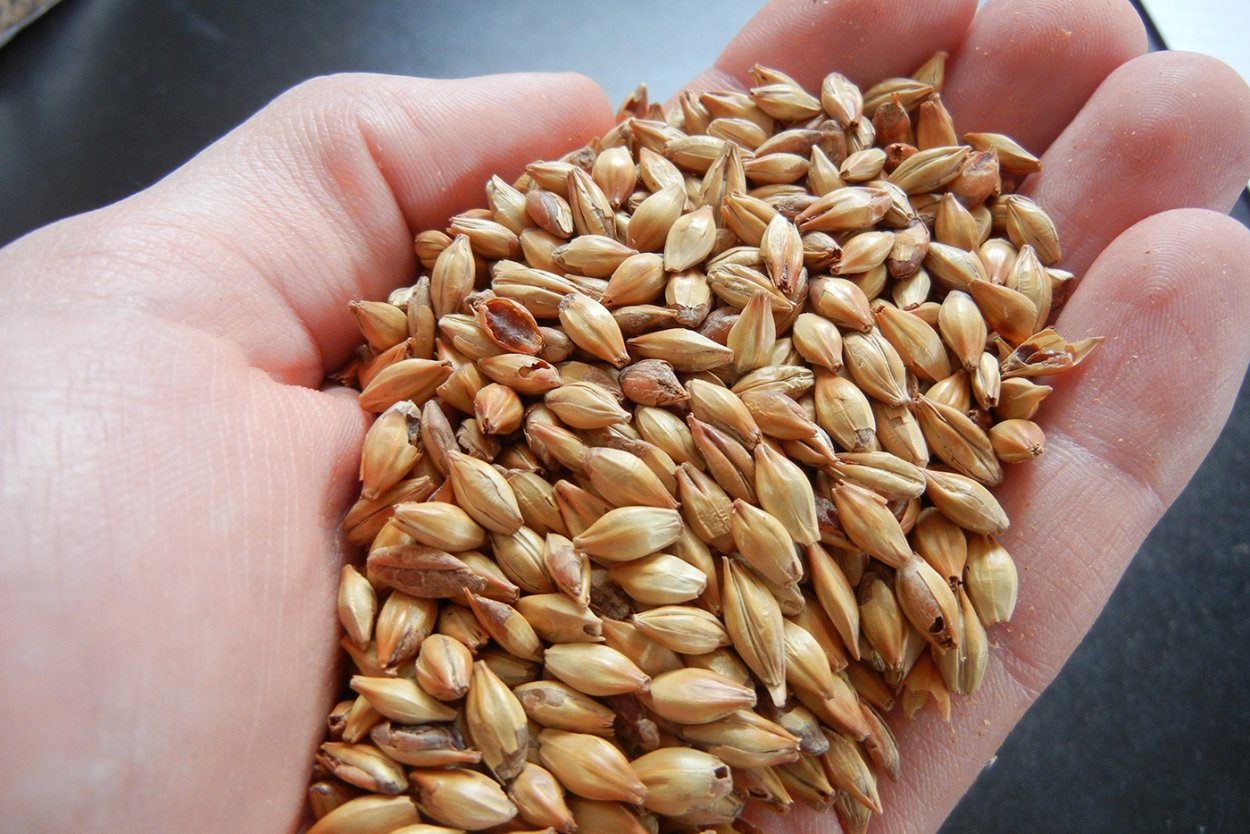 Ячменный солод пиво