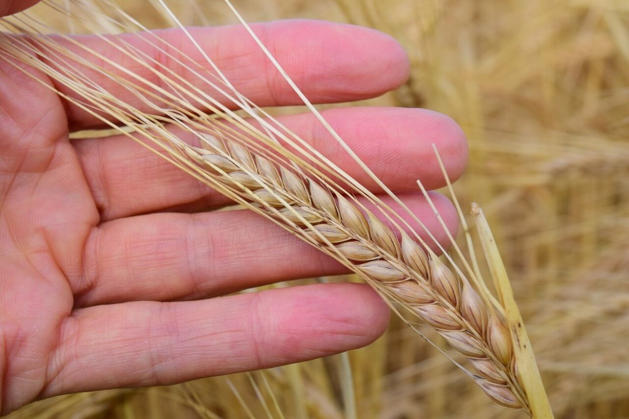 Ячмень двурядный семена