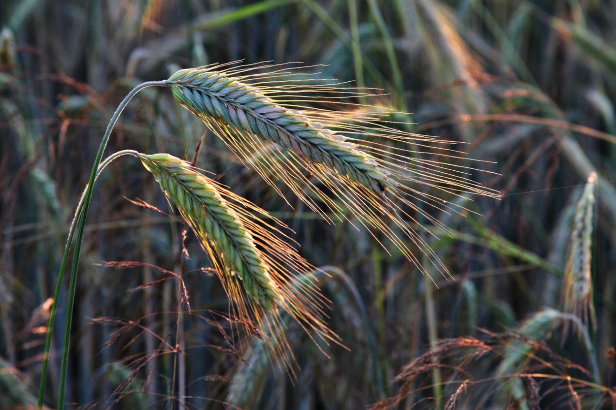 Тритикале Торнадо