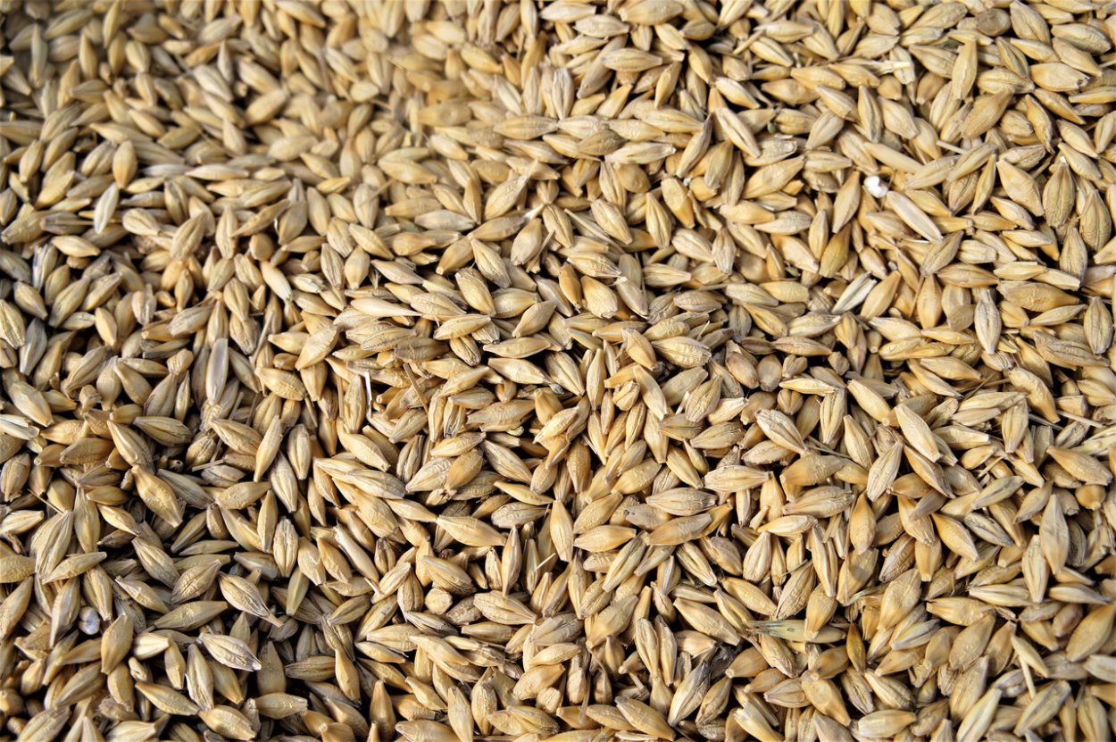 Кукуруза и ячмень