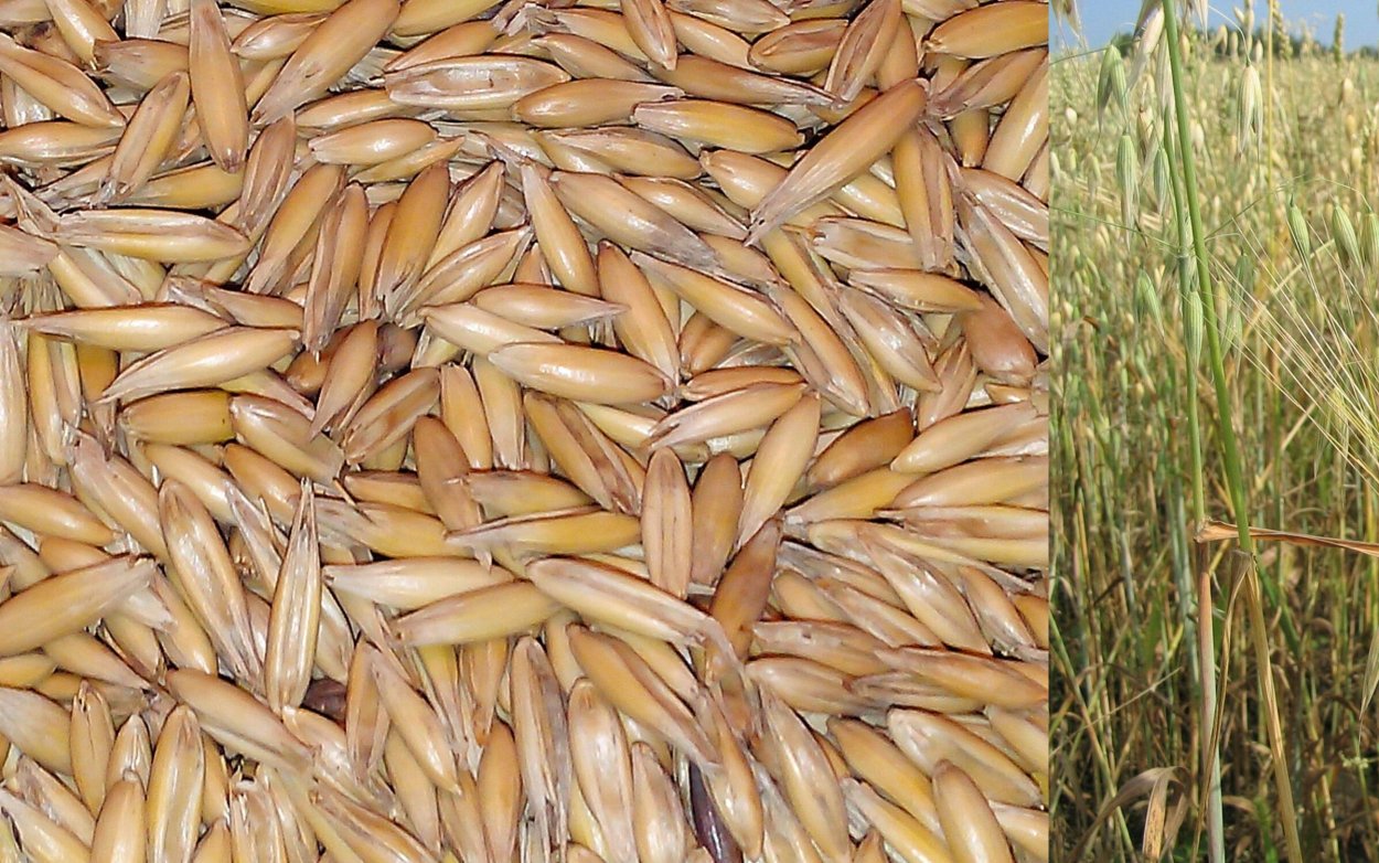 Рожь озимая Орловская