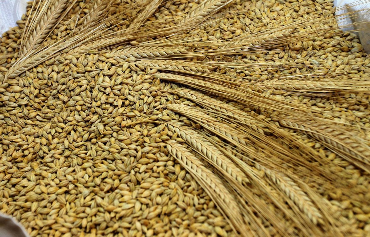 Ячмень в мешках