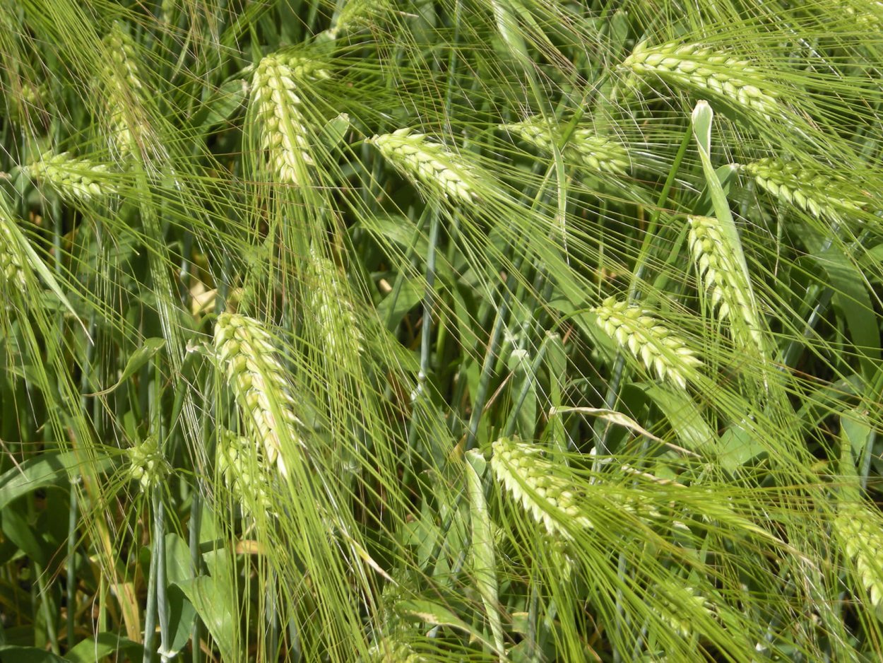 Ячмень Яровой Вакула