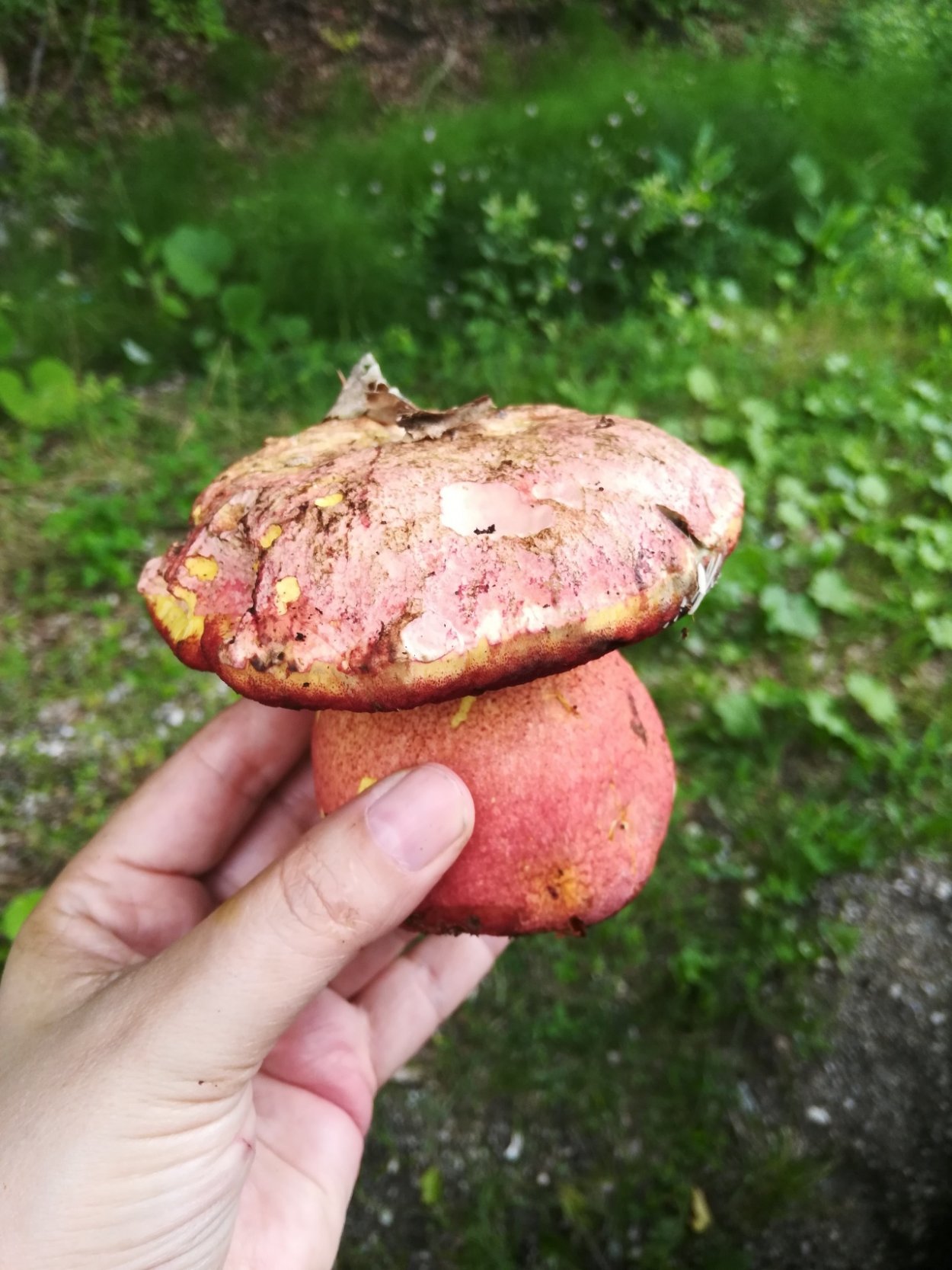 Боровик розовокожий гриб