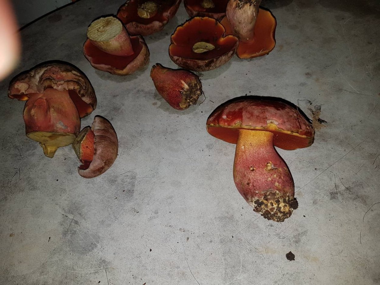 Болет пурпурный Boletus purpureus