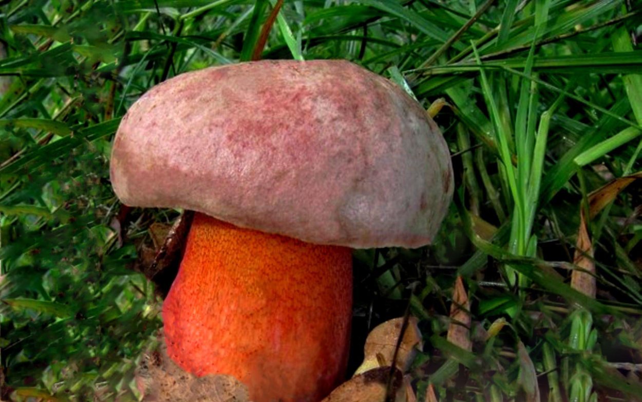 Болет пурпурный Боровик