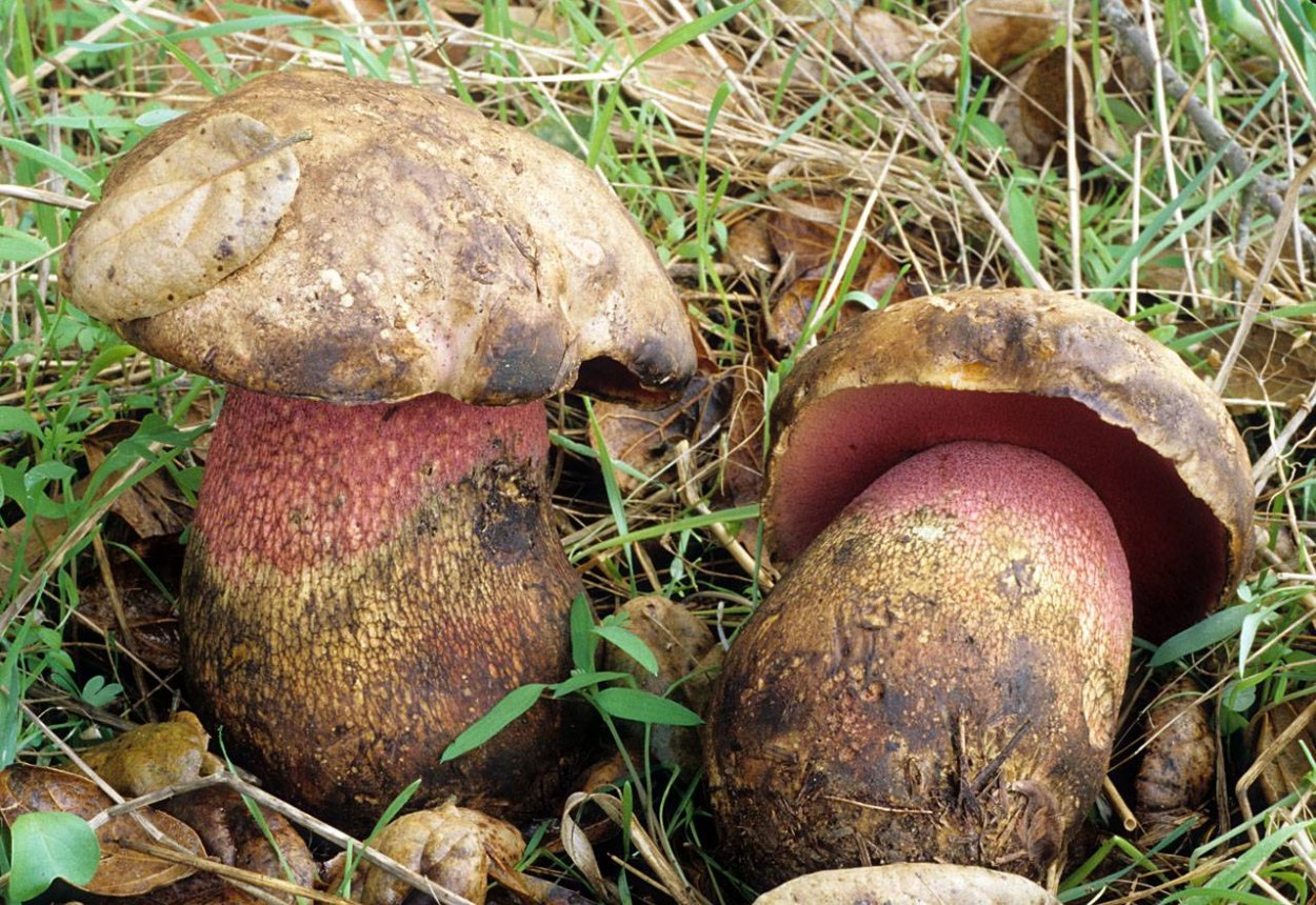 Боровик девичий (Boletus appendiculatus)