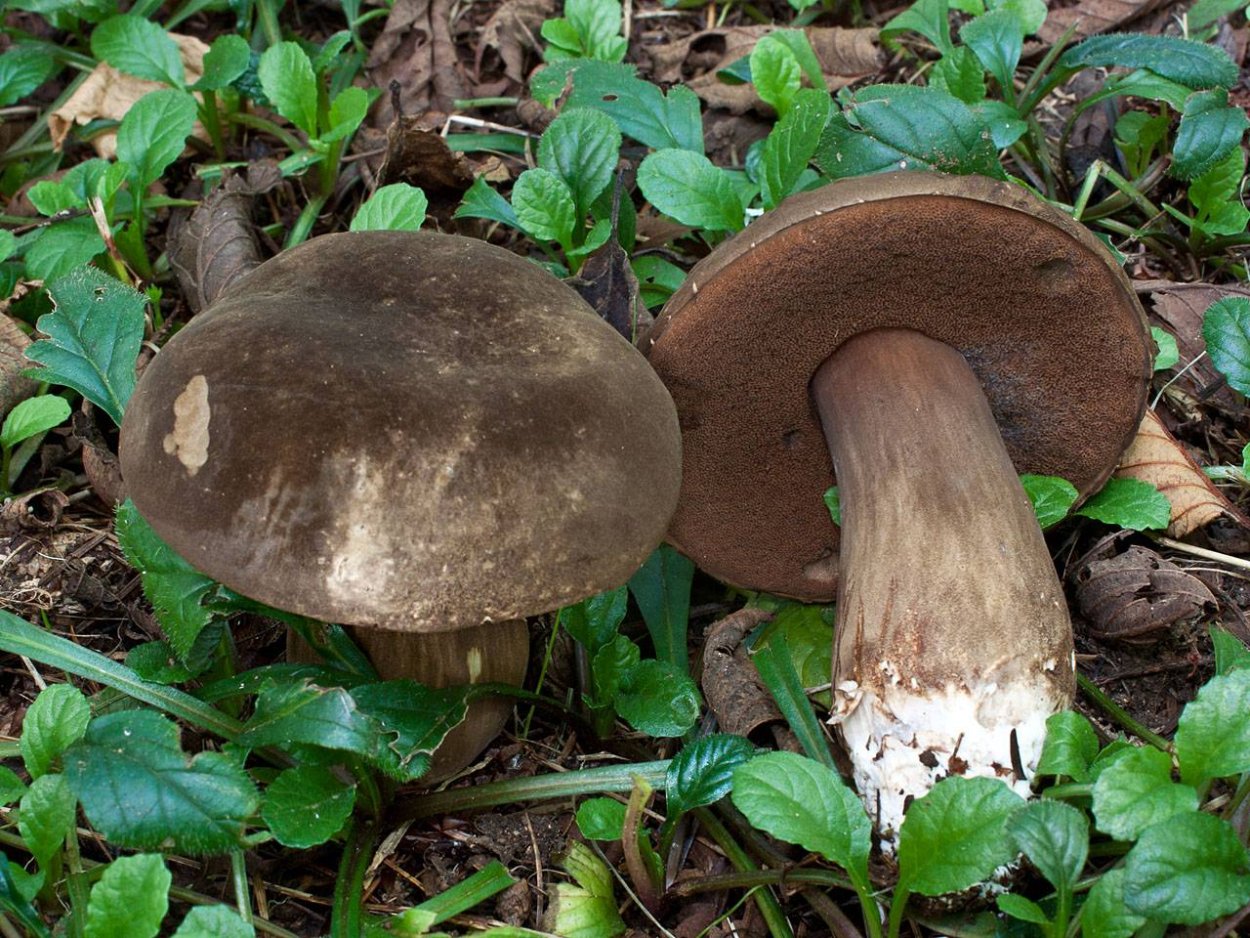 Порфировик красноспоровый