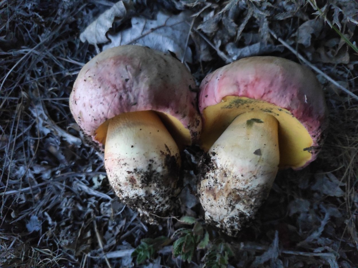 Боровик красивоокрашенный (Boletus pulchrotinctus)