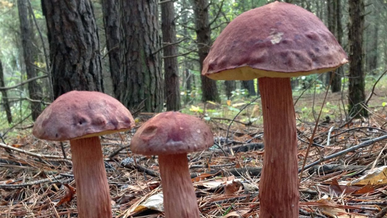 Американский гриб Боровик