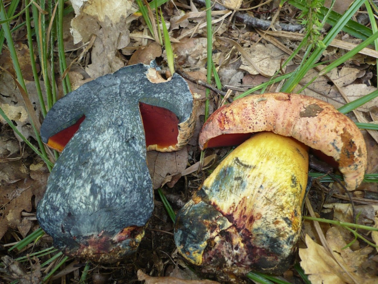 Болетус пурпуровый