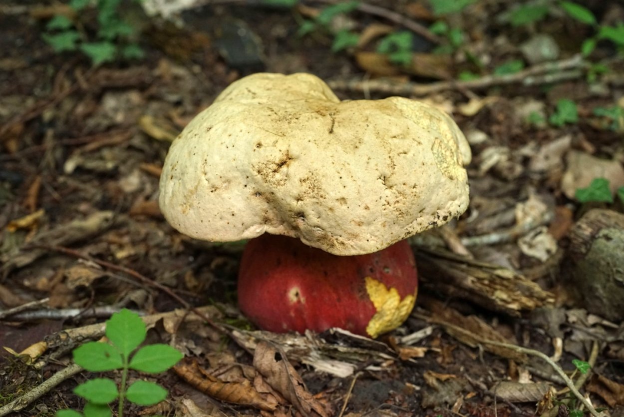 Поддубовик Крымский гриб