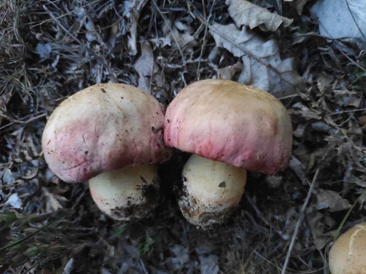 Боровик красивоокрашенный Boletus