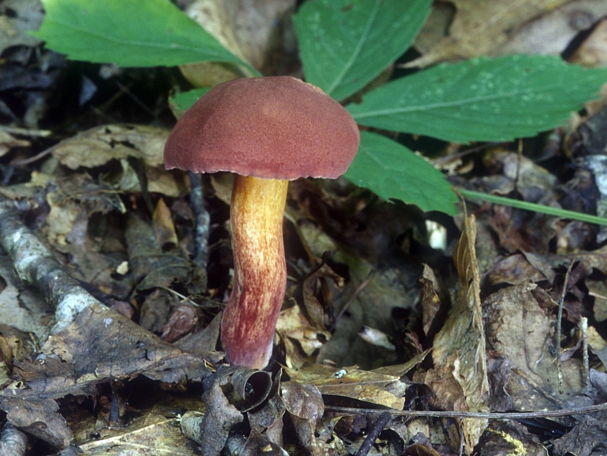 Боровик двухцветный Boletus bicolor