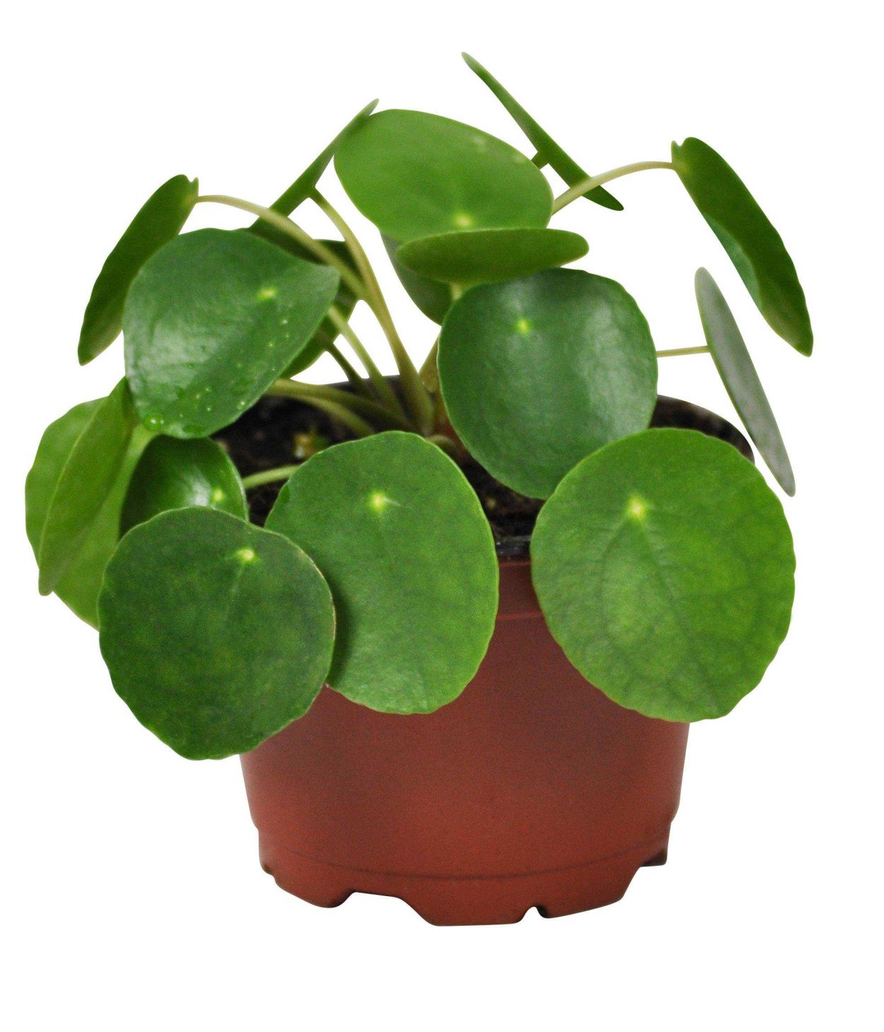 Пилея пеперомиевидная