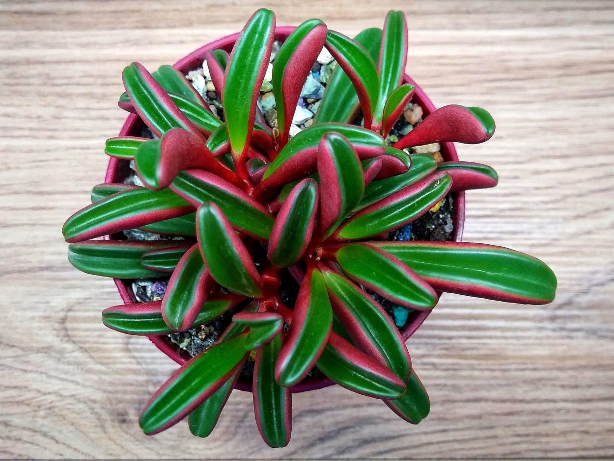 Пеперомия Гравеоленс (p. graveolens)