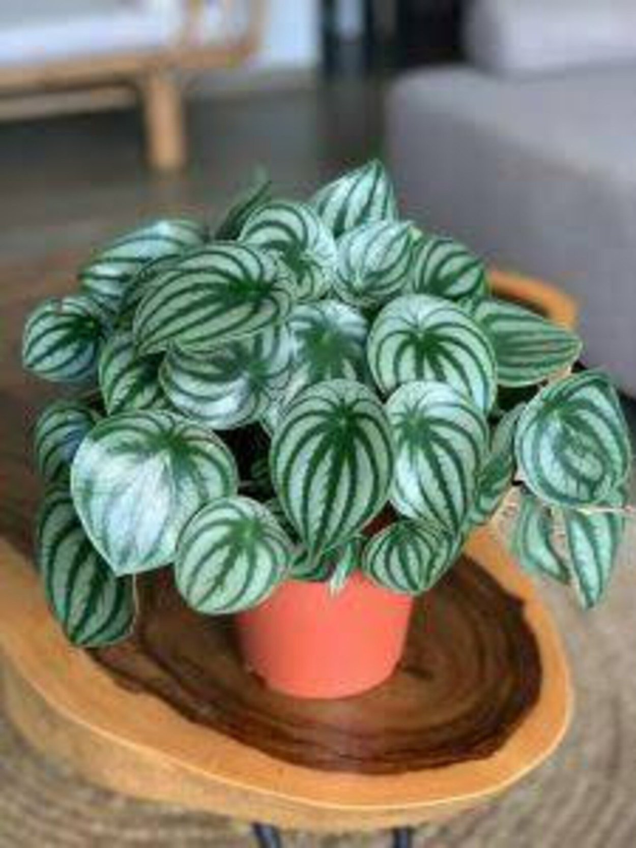 Пеперомия Аргирея