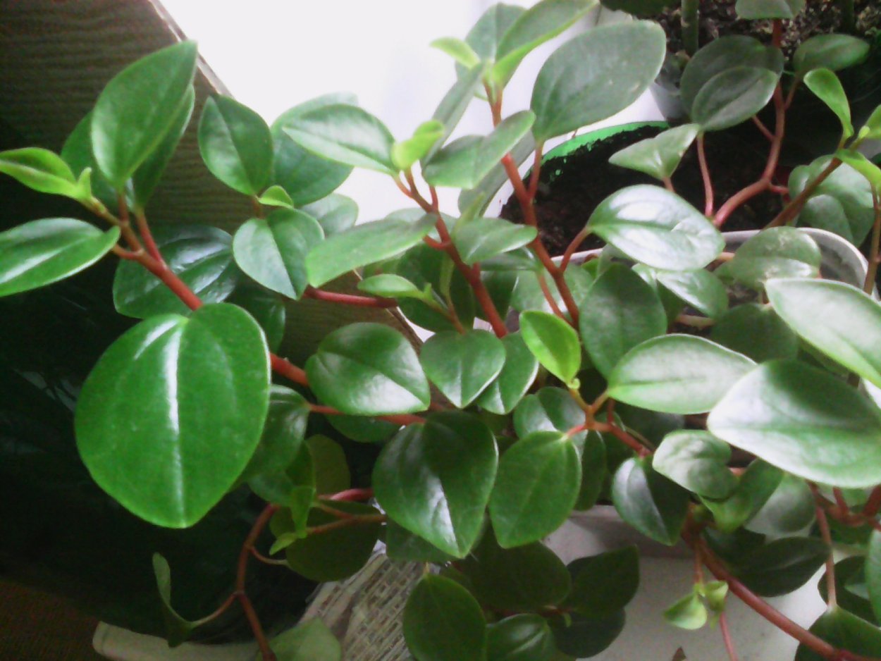 Пилея , Пеперомия Рейн дроп и бегония раковиновидная