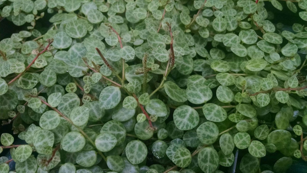 Peperomia стелющаяся