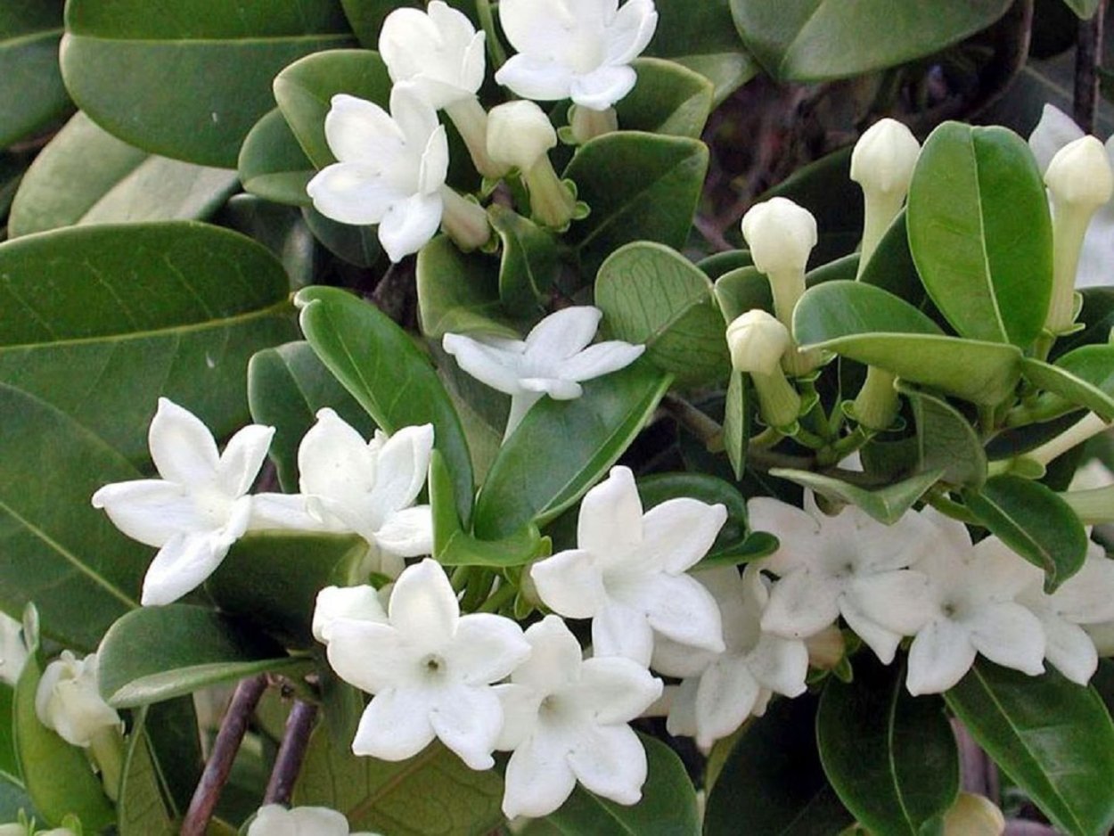 Стефанотис мадагаскарский