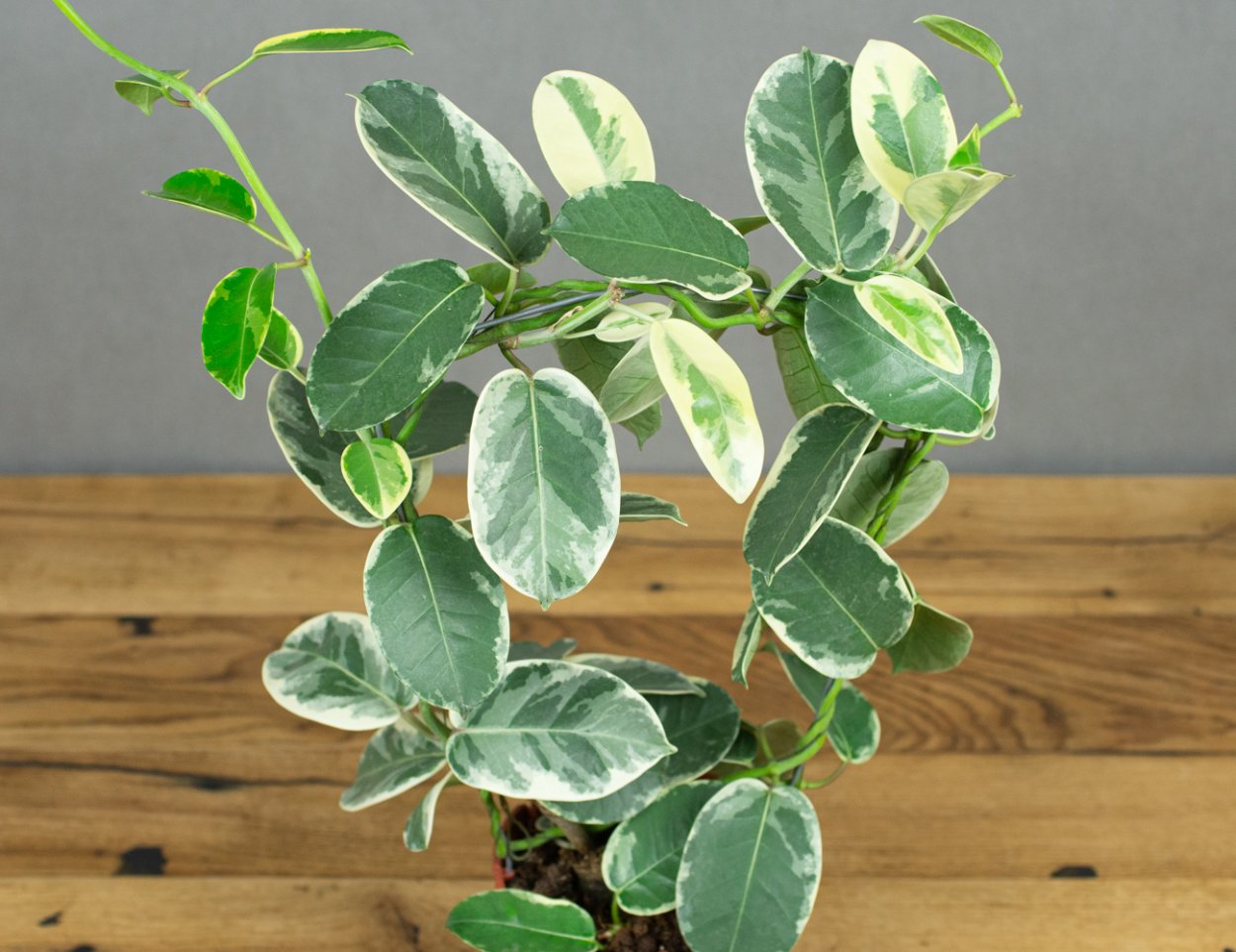 Жасмин вариегатный