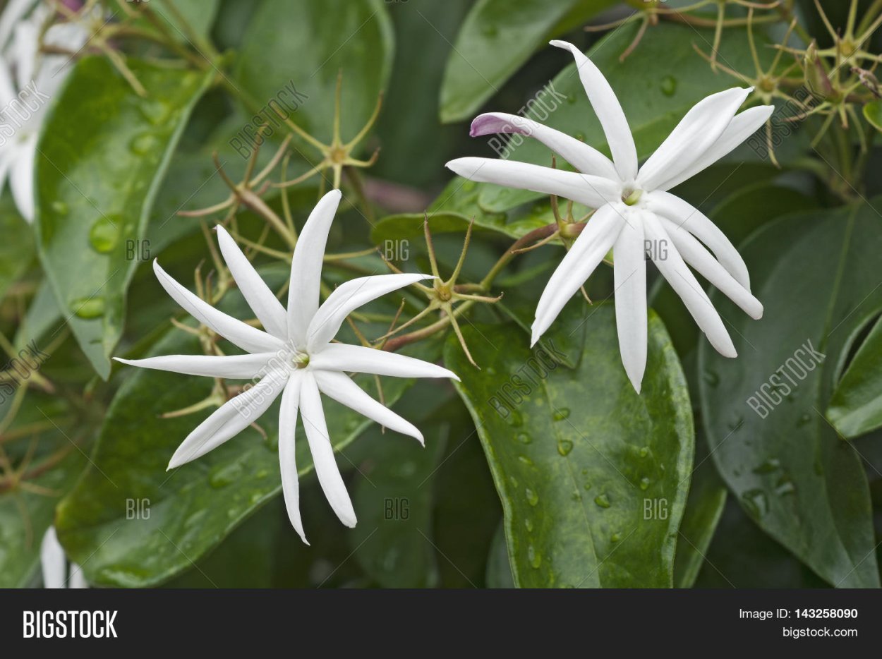 Жасмин аденофиллум