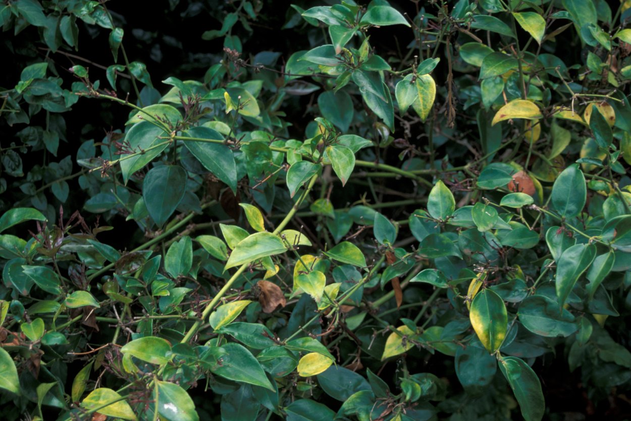 Жасмин нитидум