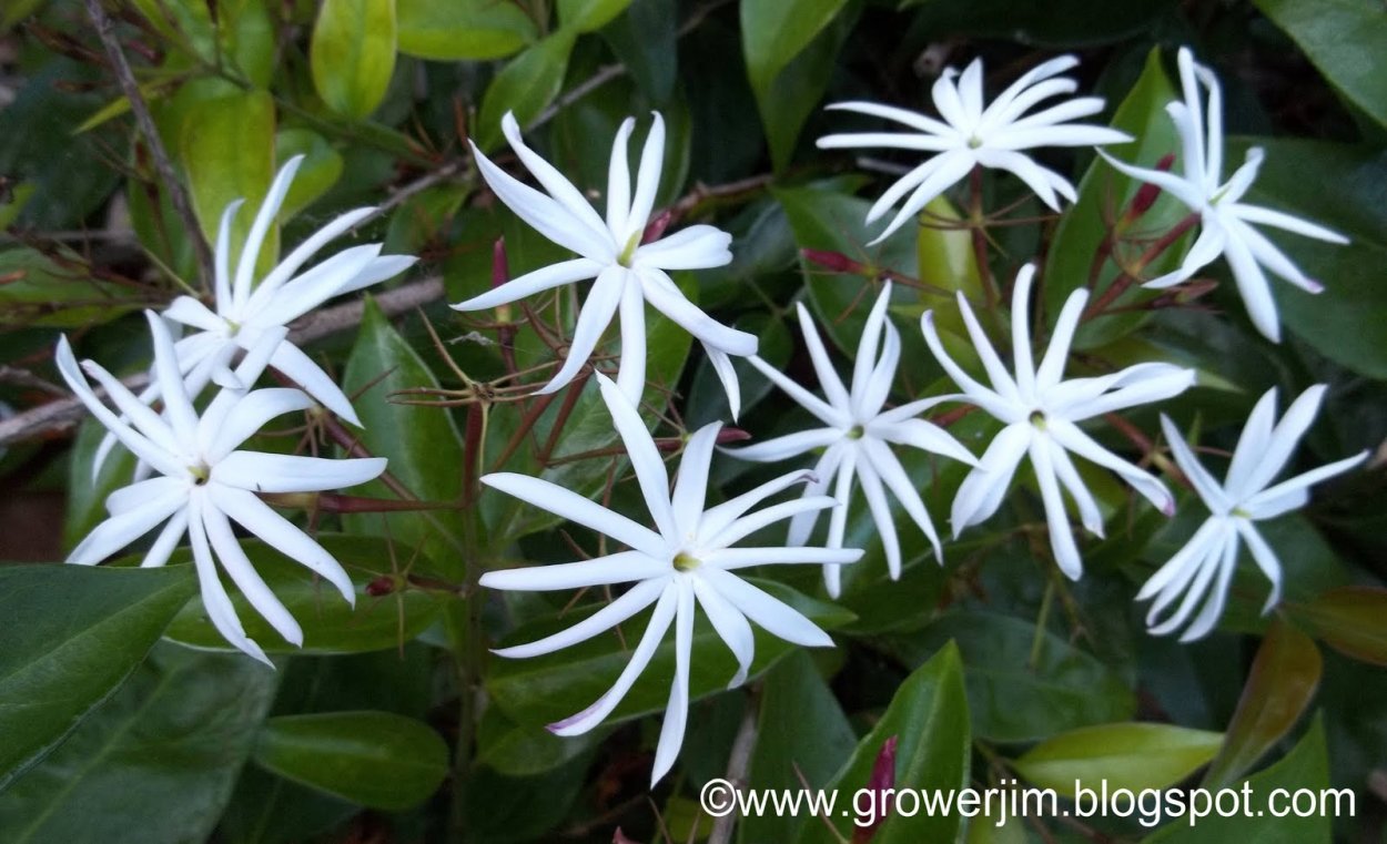 Jasminum Adenophyllum Splash