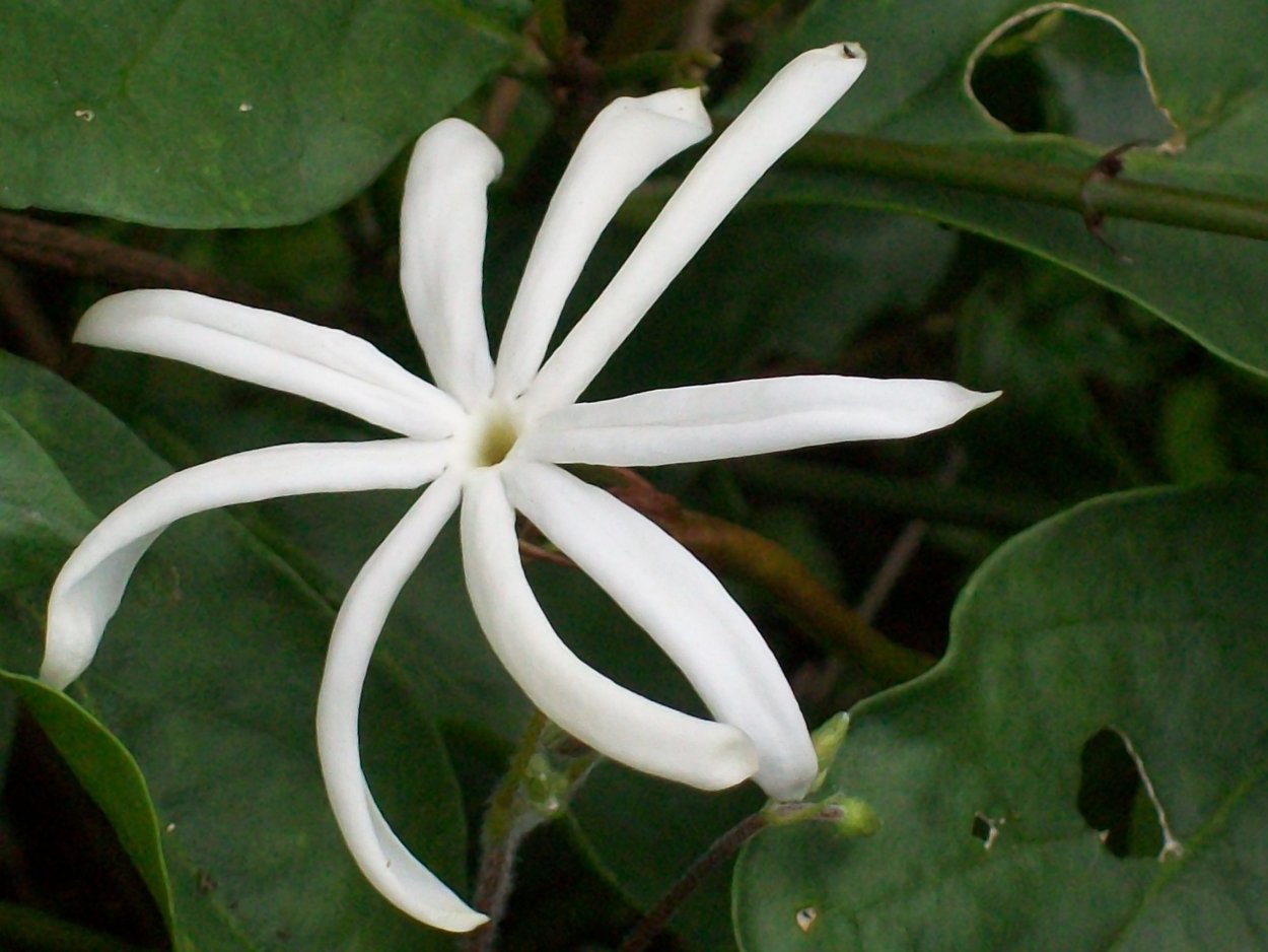 Жасмин Jasminum Adenophyllum