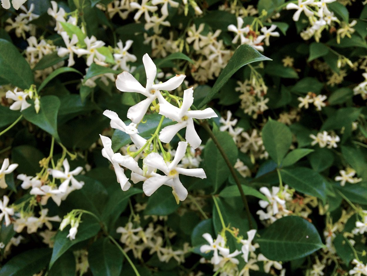 Египетское дерево с ароматными цветками