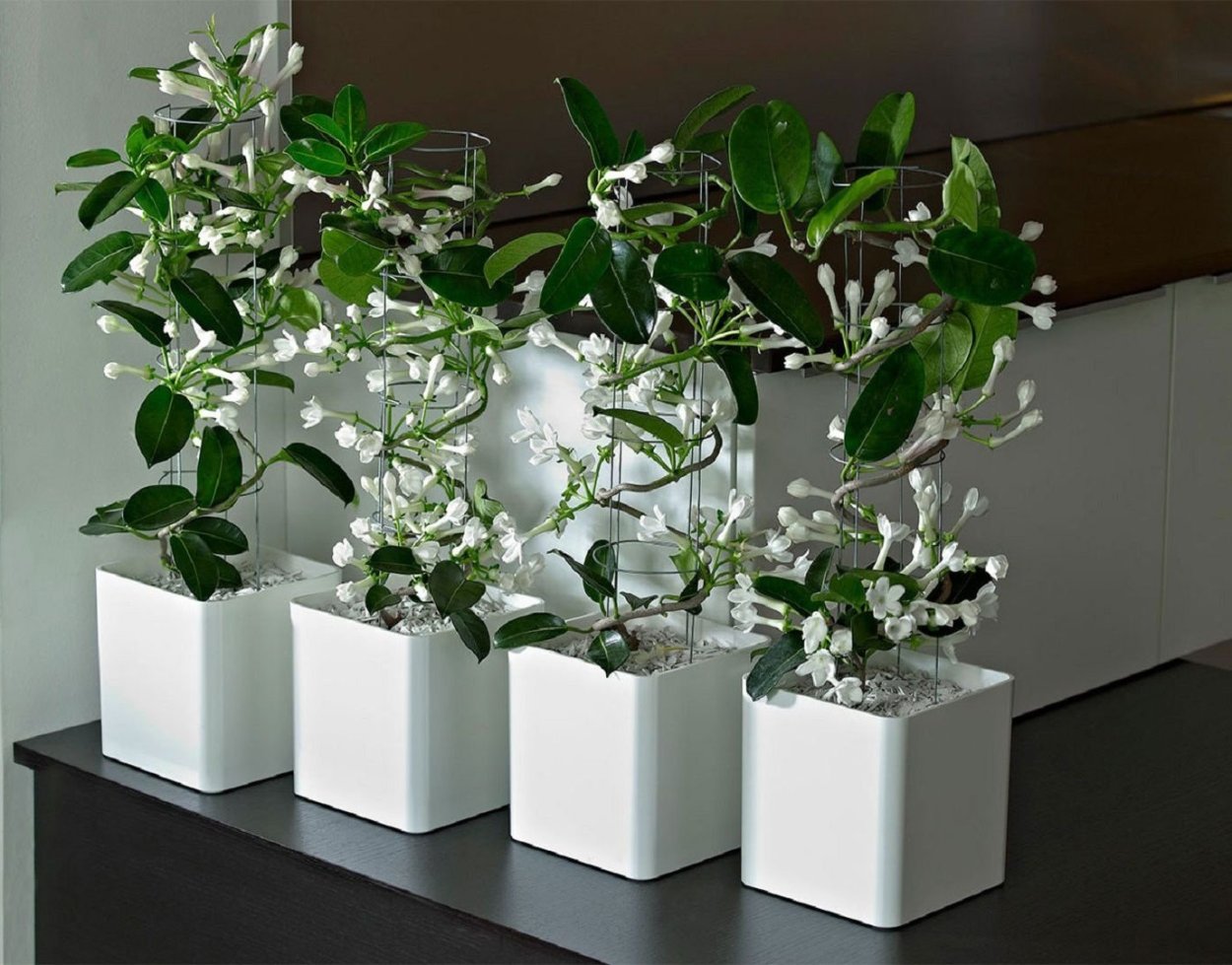 Комнатный Жасмин Стефанотис