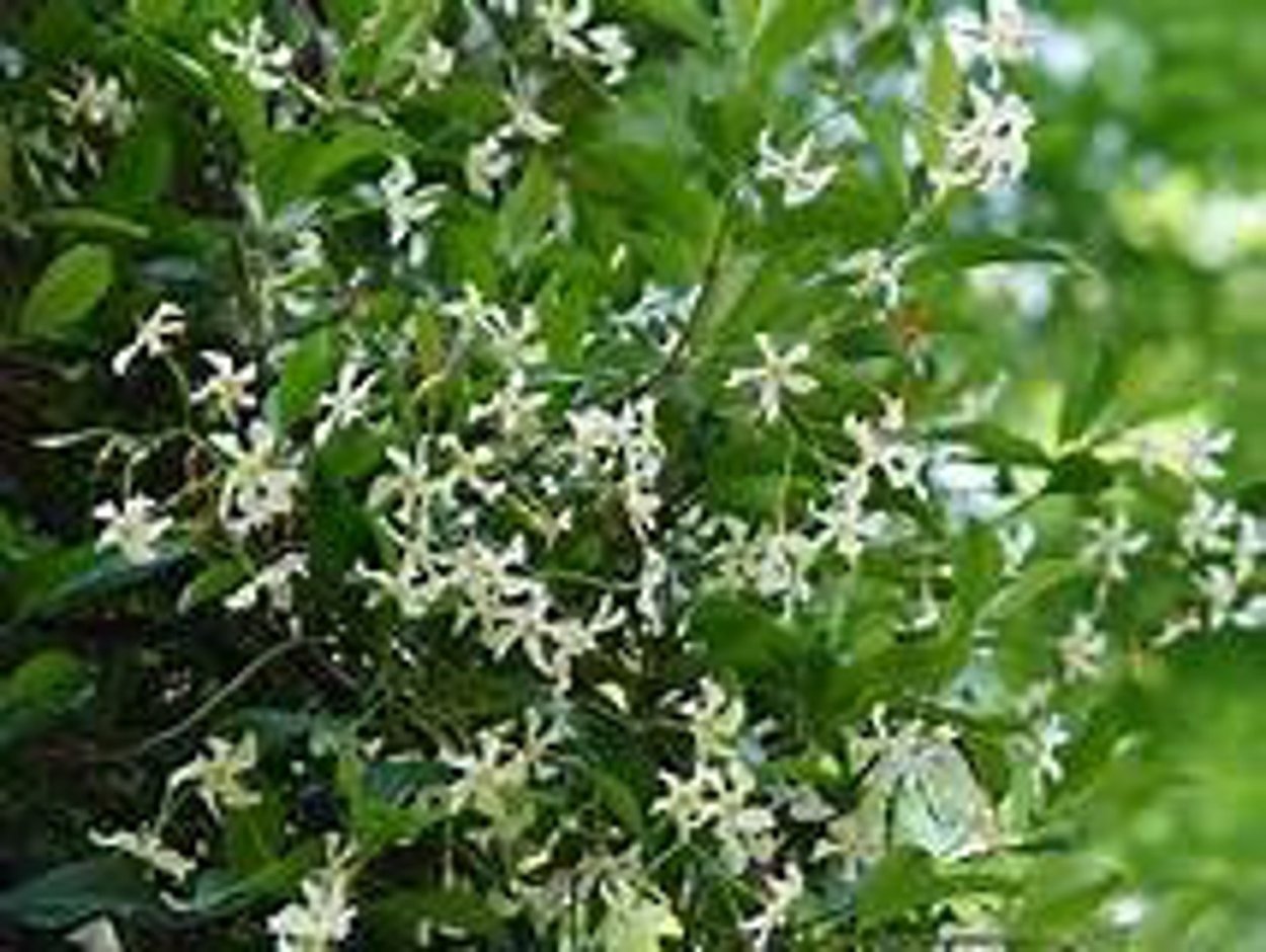 Star Jasmine