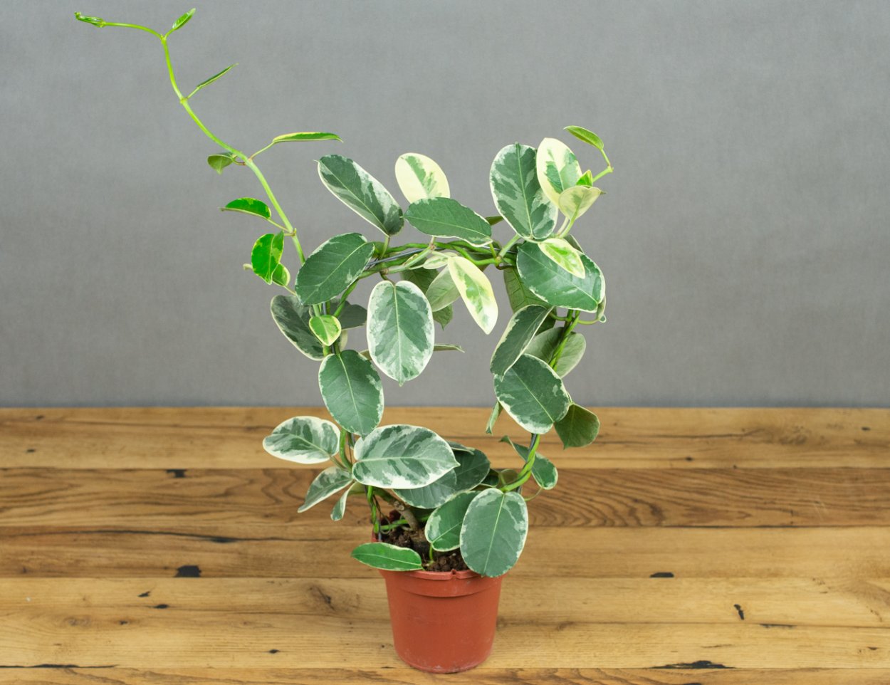 Жасмин вариегатный