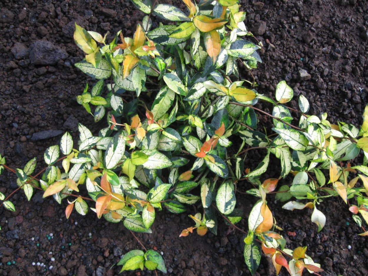 Трахелоспермум ogon Nishiki