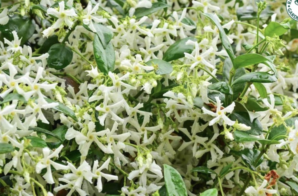 Трахелоспермум вечнозеленый