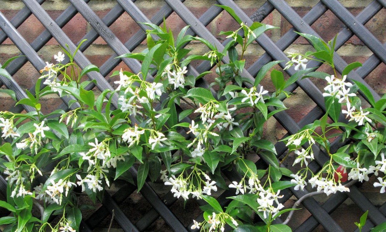 Трахелоспермум растение Лиана