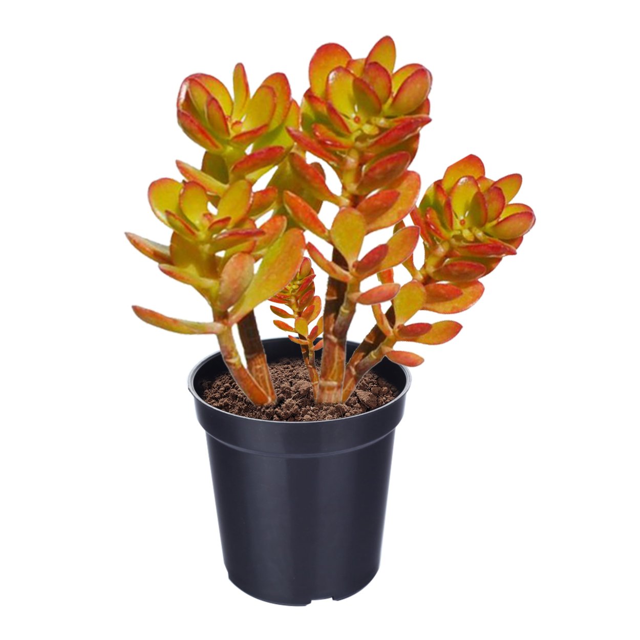 Крассула Овата Baby Jade