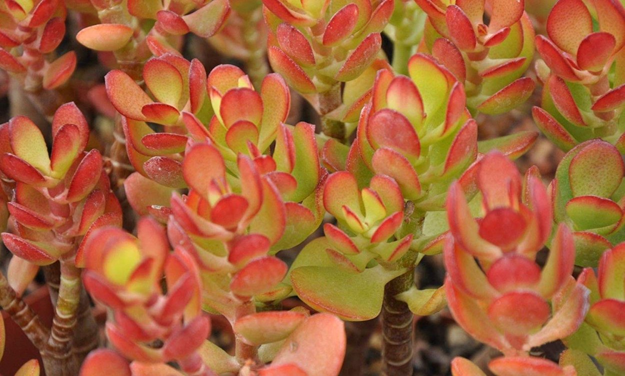 Крассула Кросби