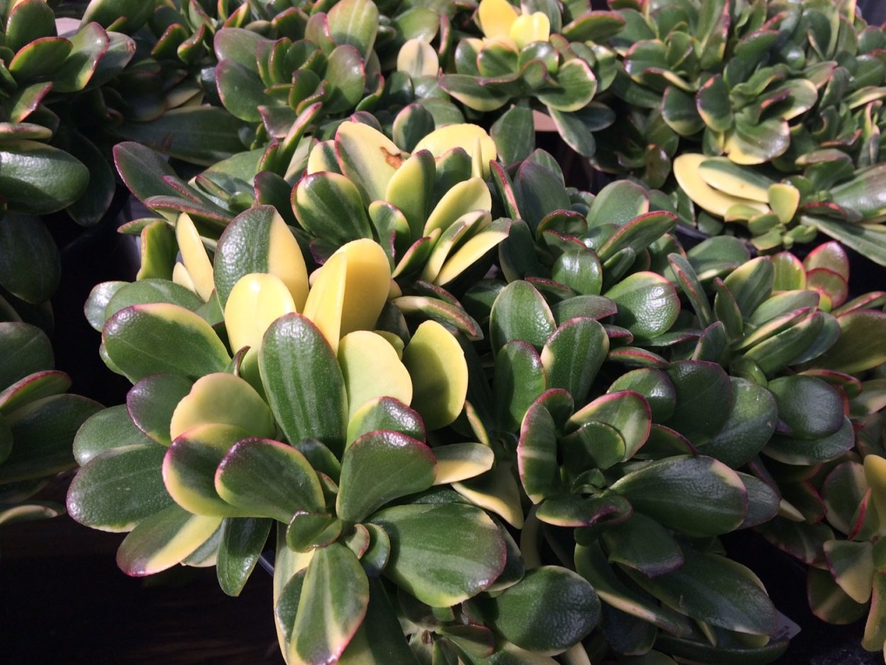 Крассула лимон лайм