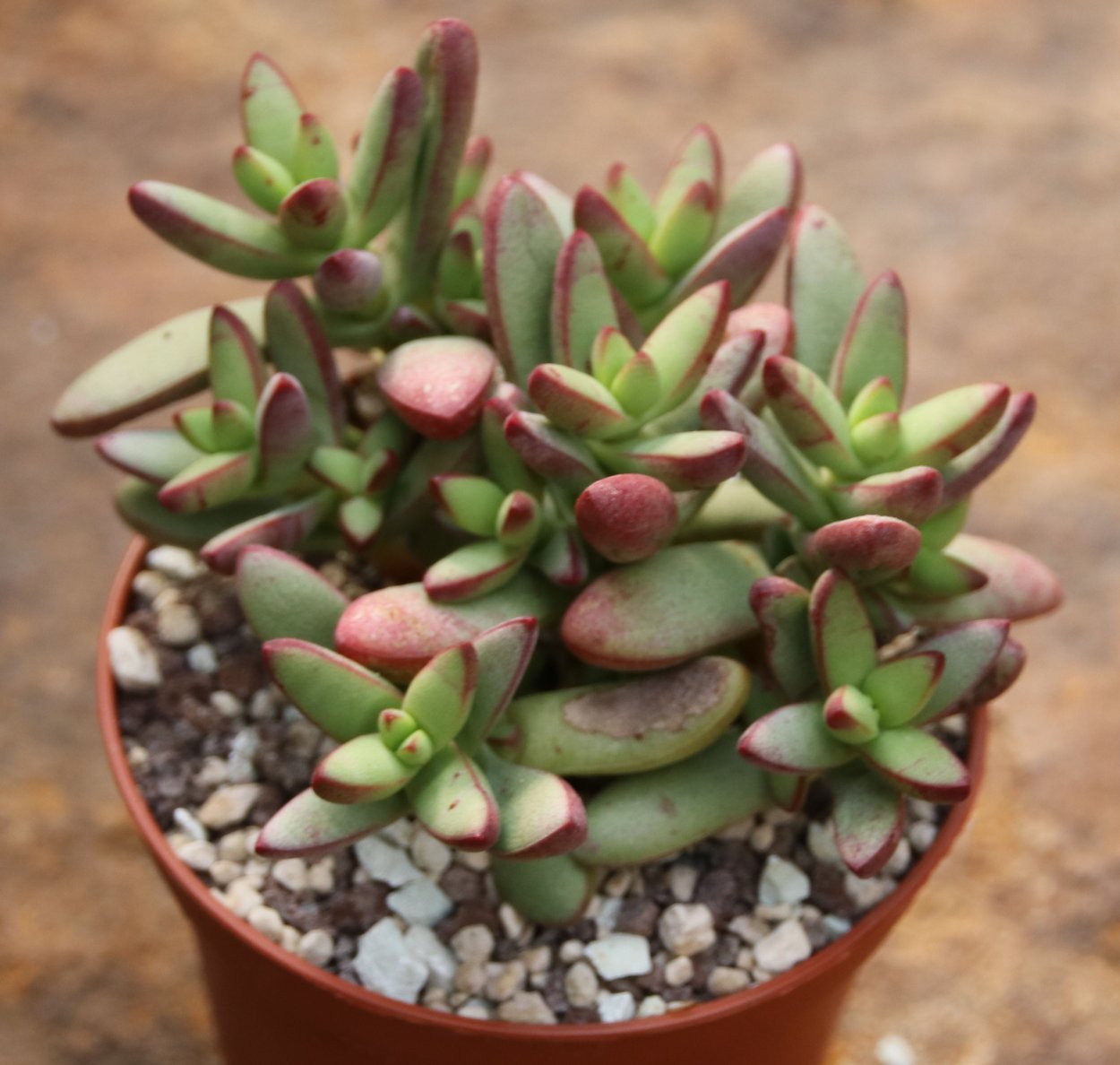 Крассула Хоббит Вариегата