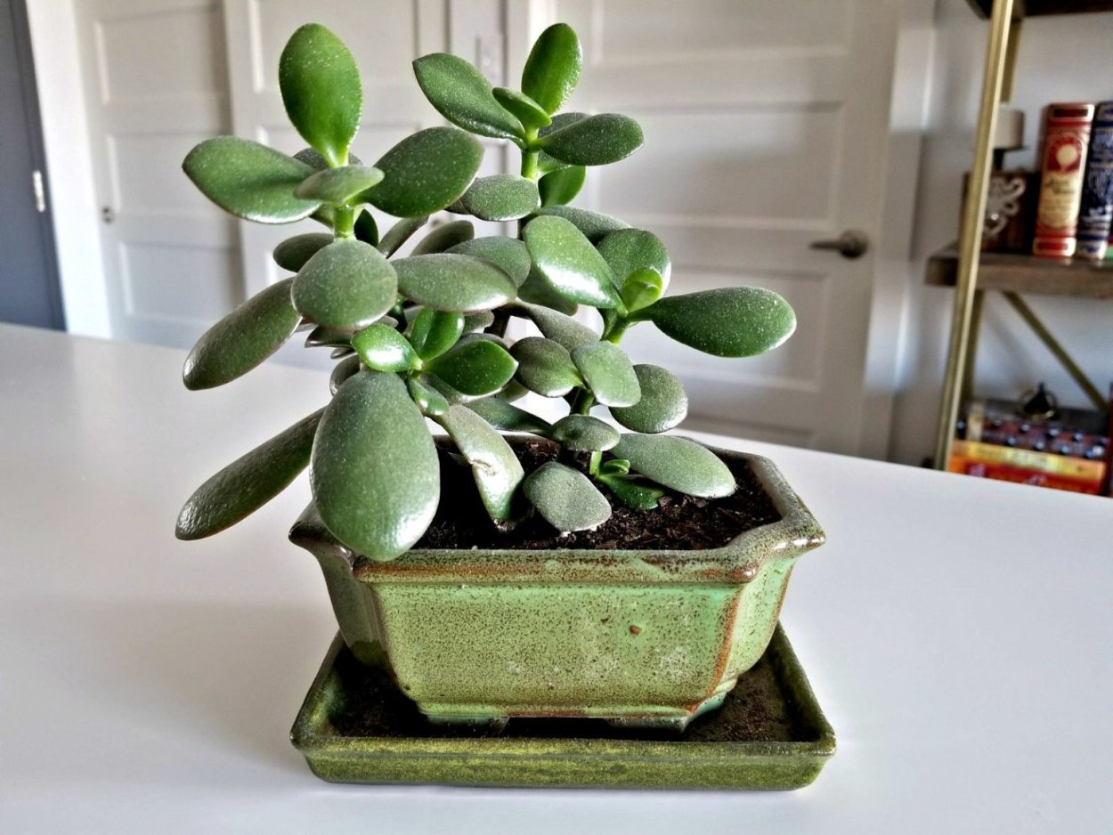 Крассула Каролина