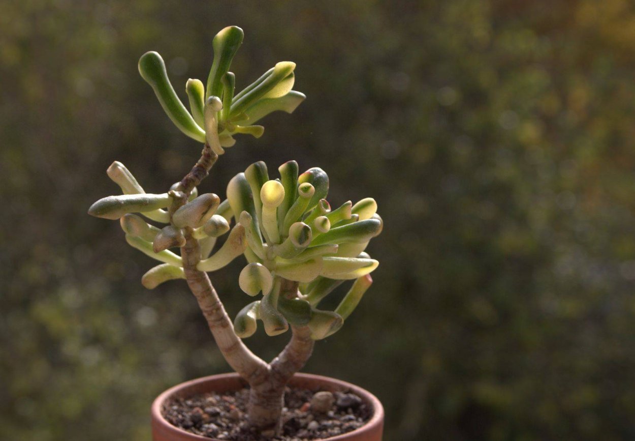 Толстянка Крассула Голлум