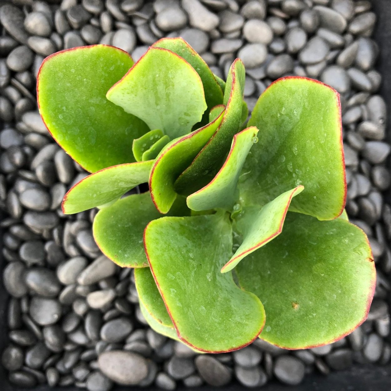 Крассула Сильвер