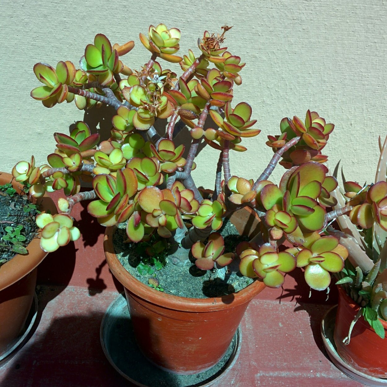 Крассула Кросби компакт